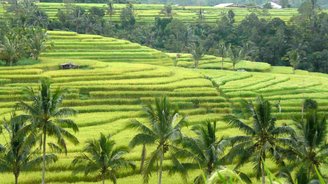 Reisterrassen auf Bali Panorama über ein weites Reisfeld mit Palmen im Vordergrund
