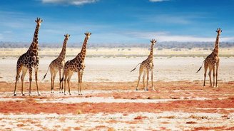 Giraffen im Etosha Nationalpark, Namibia
