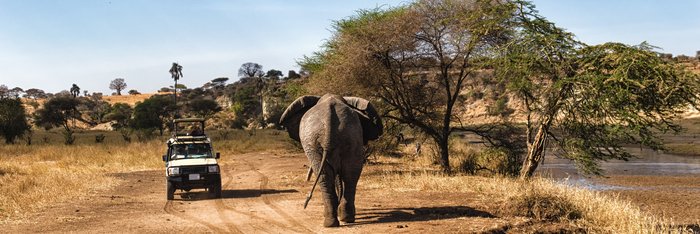 Safari in der Serengeti in Tansania mit Sichtung eines Elefanten Eins Safari Fahrzeug in der Serengeit auf sandiger Straße mit Blick auf einem Elefanten.